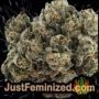 White Spanish by VIP Seeds Buds Weed Ganja Skunk Pot Reefer Dope Herb Pics Images