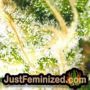White Spanish by VIP Seeds THC CBD Close Up Trichomes Potency Yield Indica Sativa Strain Pic Images