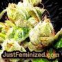 White Spanish by VIP Seeds THC CBD Close Up Trichomes Potency Yield Indica Sativa Strain Pic Images