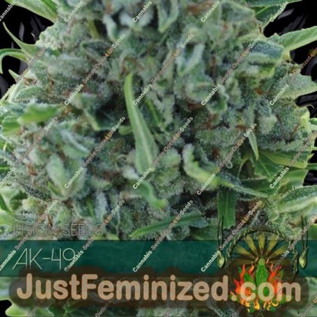 AK 49 by Vision Seeds Cannabis Seeds For Sale at Just Feminized