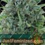 AK 49 by Vision Seeds Cannabis Seeds For Sale at Just Feminized