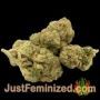 AK 49 by Vision Seeds Buds Weed Ganja Skunk Pot Reefer Dope Herb Pics Images