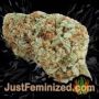 AK 49 by Vision Seeds Buds Weed Ganja Skunk Pot Reefer Dope Herb Pics Images