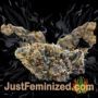 AK 49 by Vision Seeds Buds Weed Ganja Skunk Pot Reefer Dope Herb Pics Images