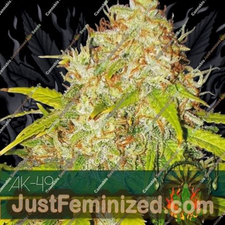 AK 49 Auto by Vision Seeds Cannabis Seeds For Sale at Just Feminized