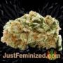 AK 49 Auto by Vision Seeds Buds Weed Ganja Skunk Pot Reefer Dope Herb Pics Images
