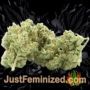 AK 49 Auto by Vision Seeds Buds Weed Ganja Skunk Pot Reefer Dope Herb Pics Images