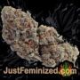 AK 49 Auto by Vision Seeds Buds Weed Ganja Skunk Pot Reefer Dope Herb Pics Images