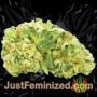 AK 49 Auto by Vision Seeds Buds Weed Ganja Skunk Pot Reefer Dope Herb Pics Images