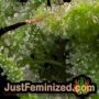 AK 49 Auto by Vision Seeds THC CBD Close Up Trichomes Potency Yield Indica Sativa Strain Pic Images