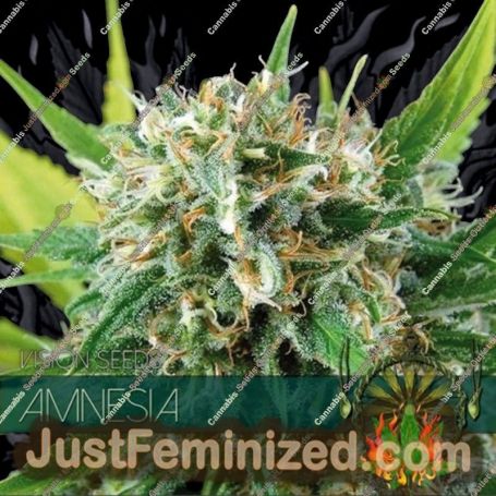 Amnesia by Vision Seeds Cannabis Seeds For Sale at Just Feminized