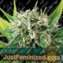 Amnesia by Vision Seeds Cannabis Seeds For Sale at Just Feminized