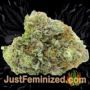 Amnesia by Vision Seeds Buds Weed Ganja Skunk Pot Reefer Dope Herb Pics Images