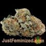 Amnesia by Vision Seeds Buds Weed Ganja Skunk Pot Reefer Dope Herb Pics Images