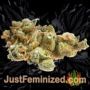 Amnesia by Vision Seeds Buds Weed Ganja Skunk Pot Reefer Dope Herb Pics Images