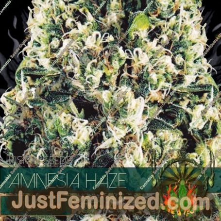 Amnesia Haze Auto by Vision Seeds Cannabis Seeds For Sale at Just Feminized