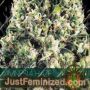 Amnesia Haze Auto by Vision Seeds Cannabis Seeds For Sale at Just Feminized