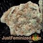 Amnesia Haze Auto by Vision Seeds Buds Weed Ganja Skunk Pot Reefer Dope Herb Pics Images