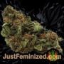 Amnesia Haze Auto by Vision Seeds Buds Weed Ganja Skunk Pot Reefer Dope Herb Pics Images