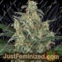 Stilton by 710 Genetics Cannabis Seeds For Sale at Just Feminized