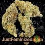Amnesia Haze Auto by Vision Seeds Buds Weed Ganja Skunk Pot Reefer Dope Herb Pics Images