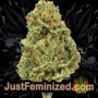 Amnesia Haze Auto by Vision Seeds Buds Weed Ganja Skunk Pot Reefer Dope Herb Pics Images