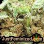 Amnesia Haze Auto by Vision Seeds THC CBD Close Up Trichomes Potency Yield Indica Sativa Strain Pic Images