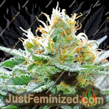 Amnesia x Buddha Kush by Vision Seeds Cannabis Seeds For Sale at Just Feminized
