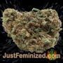 Amnesia x Buddha Kush by Vision Seeds Buds Weed Ganja Skunk Pot Reefer Dope Herb Pics Images