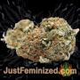 Amnesia x Buddha Kush by Vision Seeds Buds Weed Ganja Skunk Pot Reefer Dope Herb Pics Images