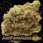 Amnesia x Buddha Kush by Vision Seeds Buds Weed Ganja Skunk Pot Reefer Dope Herb Pics Images