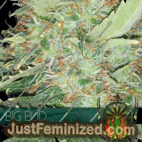 Big Bud by Vision Seeds Cannabis Seeds For Sale at Just Feminized