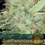 Big Bud by Vision Seeds Cannabis Seeds For Sale at Just Feminized
