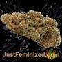 Big Bud by Vision Seeds Buds Weed Ganja Skunk Pot Reefer Dope Herb Pics Images