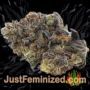 Big Bud by Vision Seeds Buds Weed Ganja Skunk Pot Reefer Dope Herb Pics Images