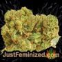 Big Bud by Vision Seeds Buds Weed Ganja Skunk Pot Reefer Dope Herb Pics Images