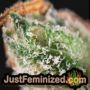 Big Bud by Vision Seeds THC CBD Close Up Trichomes Potency Yield Indica Sativa Strain Pic Images