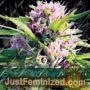 Blue Power by Vision Seeds Cannabis Seeds For Sale at Just Feminized