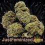 Blue Power by Vision Seeds Buds Weed Ganja Skunk Pot Reefer Dope Herb Pics Images