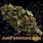 Blue Power by Vision Seeds Buds Weed Ganja Skunk Pot Reefer Dope Herb Pics Images