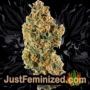 Blue Power by Vision Seeds Buds Weed Ganja Skunk Pot Reefer Dope Herb Pics Images