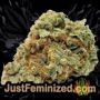 Blue Power by Vision Seeds Buds Weed Ganja Skunk Pot Reefer Dope Herb Pics Images