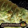 Blue Power by Vision Seeds THC CBD Close Up Trichomes Potency Yield Indica Sativa Strain Pic Images