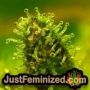Blue Power by Vision Seeds THC CBD Close Up Trichomes Potency Yield Indica Sativa Strain Pic Images