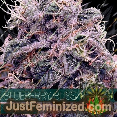 Blueberry Bliss Auto by Vision Seeds Cannabis Seeds For Sale at Just Feminized