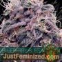 Blueberry Bliss Auto by Vision Seeds Cannabis Seeds For Sale at Just Feminized