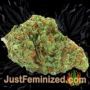 Blueberry Bliss Auto by Vision Seeds Buds Weed Ganja Skunk Pot Reefer Dope Herb Pics Images