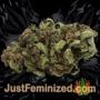 Blueberry Bliss Auto by Vision Seeds Buds Weed Ganja Skunk Pot Reefer Dope Herb Pics Images
