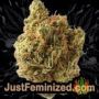 Blueberry Bliss Auto by Vision Seeds Buds Weed Ganja Skunk Pot Reefer Dope Herb Pics Images