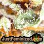 Blueberry Bliss Auto by Vision Seeds THC CBD Close Up Trichomes Potency Yield Indica Sativa Strain Pic Images